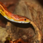 Terraristik – Ein ideales Hobby für Senioren