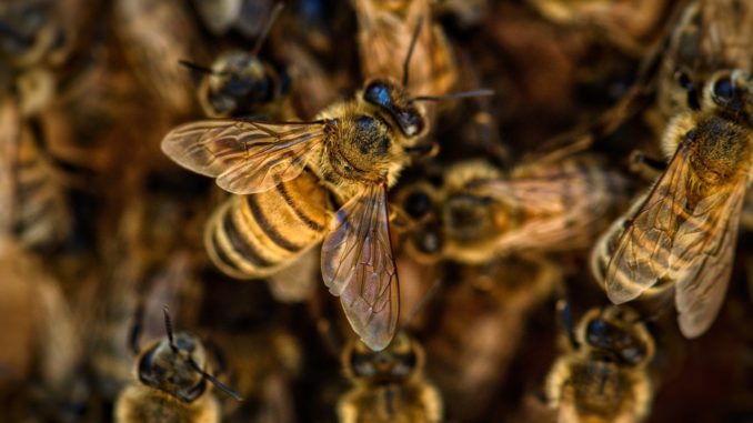 Seniorchef der Bienen - warum im Alter nicht zum Imker werden?