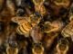 Seniorchef der Bienen - warum im Alter nicht zum Imker werden?