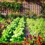 Schädlinge im Gemüsegarten: So kann man sie bekämpfen