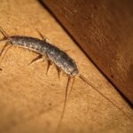 Silberfische: So bekämpft man die Schädlinge