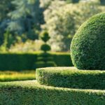 Der blickdichte Garten – diese Heckenpflanzen sind der ideale Sichtschutz