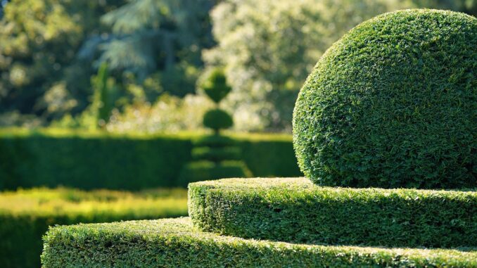 Der blickdichte Garten – diese Heckenpflanzen sind der ideale Sichtschutz