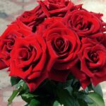 Rosen zum Valentinstag: Wie nachhaltig sind die Liebesblumen?