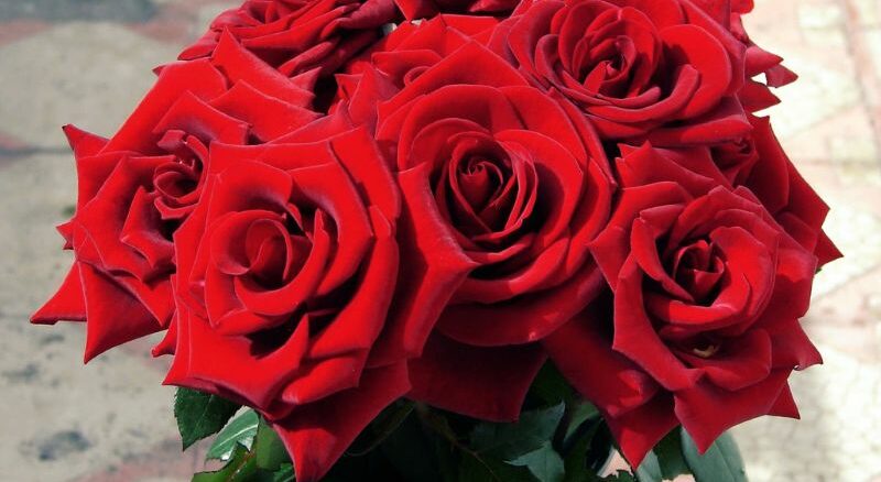 Rosen zum Valentinstag: Wie nachhaltig sind die Liebesblumen?